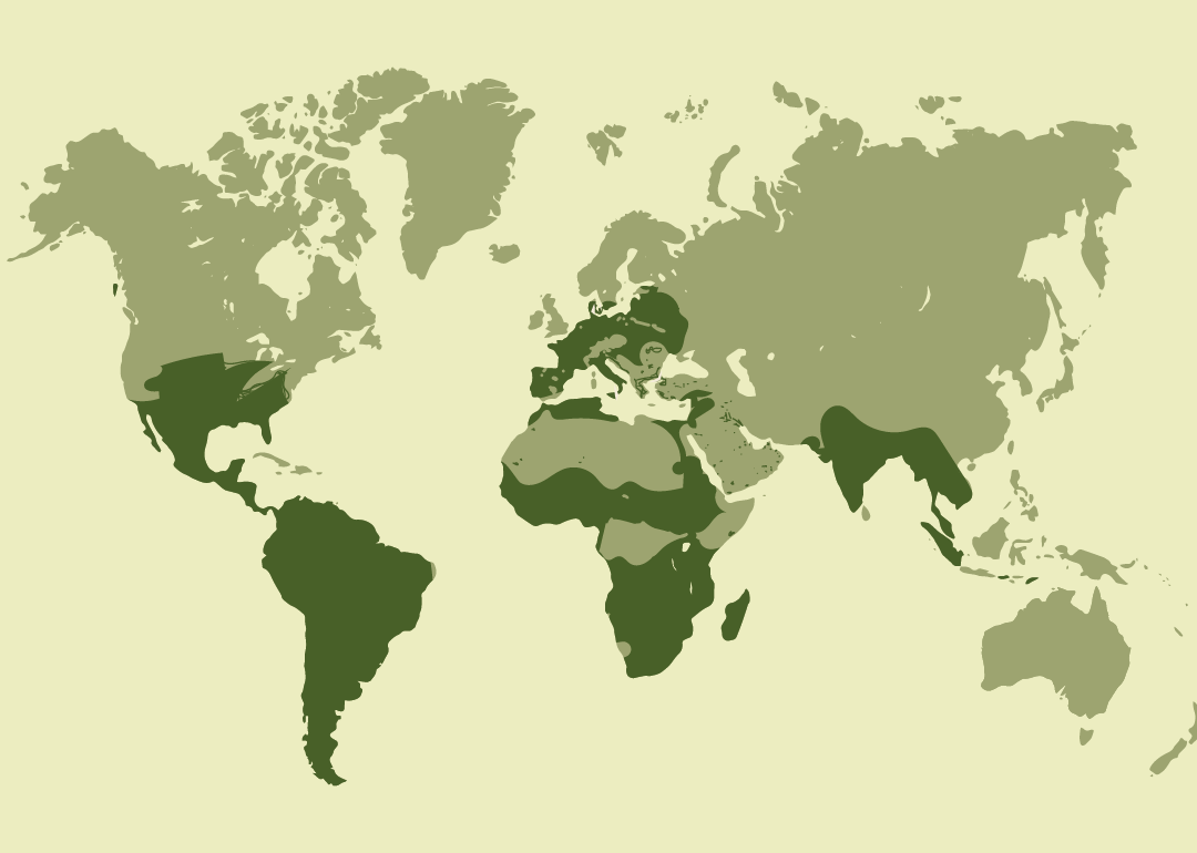 specie nativa con distribución muy amplia en África, América, Europa, Asia y Oceanía; residente en numerosos países de estas regiones; reproductora también en diversas zonas de Eurasia, África y Oceanía; y observada ocasionalmente en algunas regiones del Ártico y otras áreas periféricas.