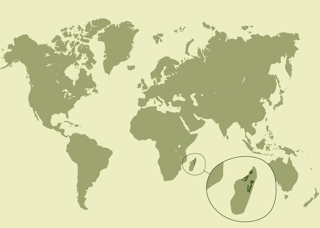 Nativo de Madagascar; presente en el norte y centro de la isla; introducido en Mayotte (archipiélago de las Comoras).