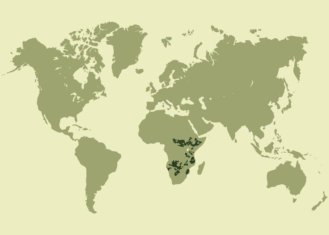 Nativo de África y el sur de Asia; actualmente residente en varios países de África oriental y austral, así como en India; reintroducido en algunas regiones de África; con presencia incierta en partes de África occidental; y extinto en amplias zonas de África, el norte de África y Oriente Medio.