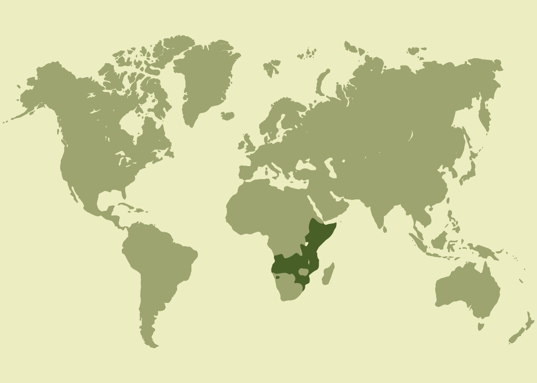 Nativo del África subsahariana oriental y austral; residente en países como Kenia, Tanzania, Sudáfrica, Namibia y Angola; presencia incierta en Djibouti y Gambia.
