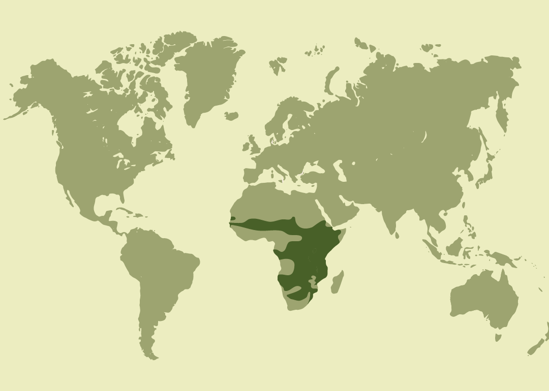 Nativo del África subsahariana; residente en numerosos países de África occidental, central, oriental y austral; reproductor también en Sudán del Sur; y observado ocasionalmente en Israel, Liberia y España.
