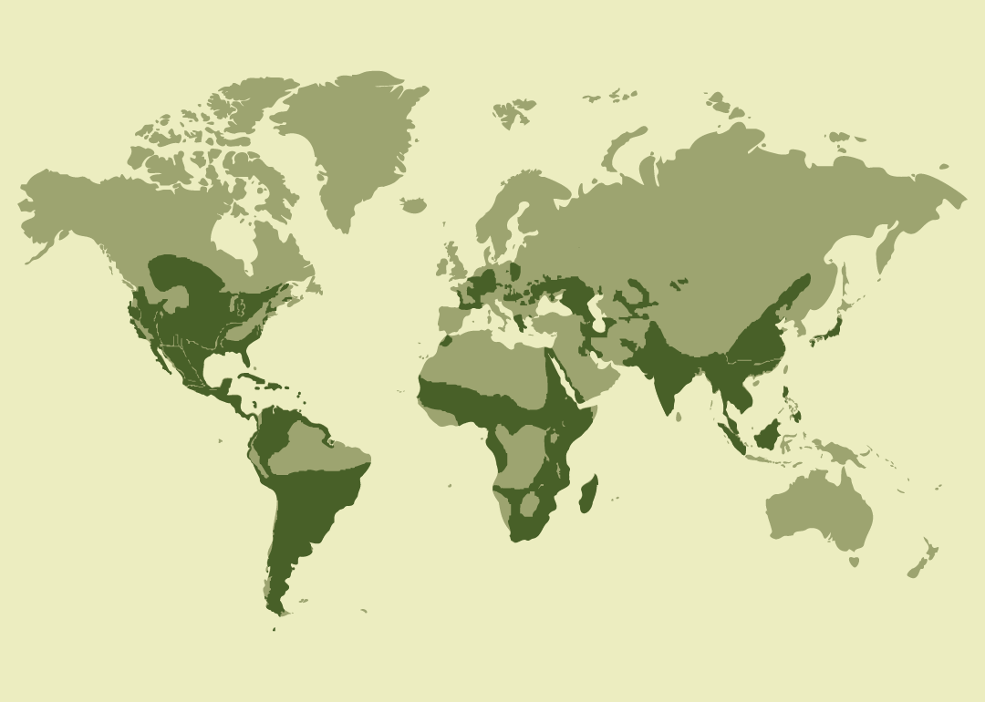 Especie nativa con distribución muy amplia en África, América, Asia y Europa; residente en numerosos países de estas regiones; reproductora también en diversas zonas de Eurasia, África y Oceanía; migradora o estacional en algunas áreas; y observada ocasionalmente en múltiples islas y territorios de otros continentes.