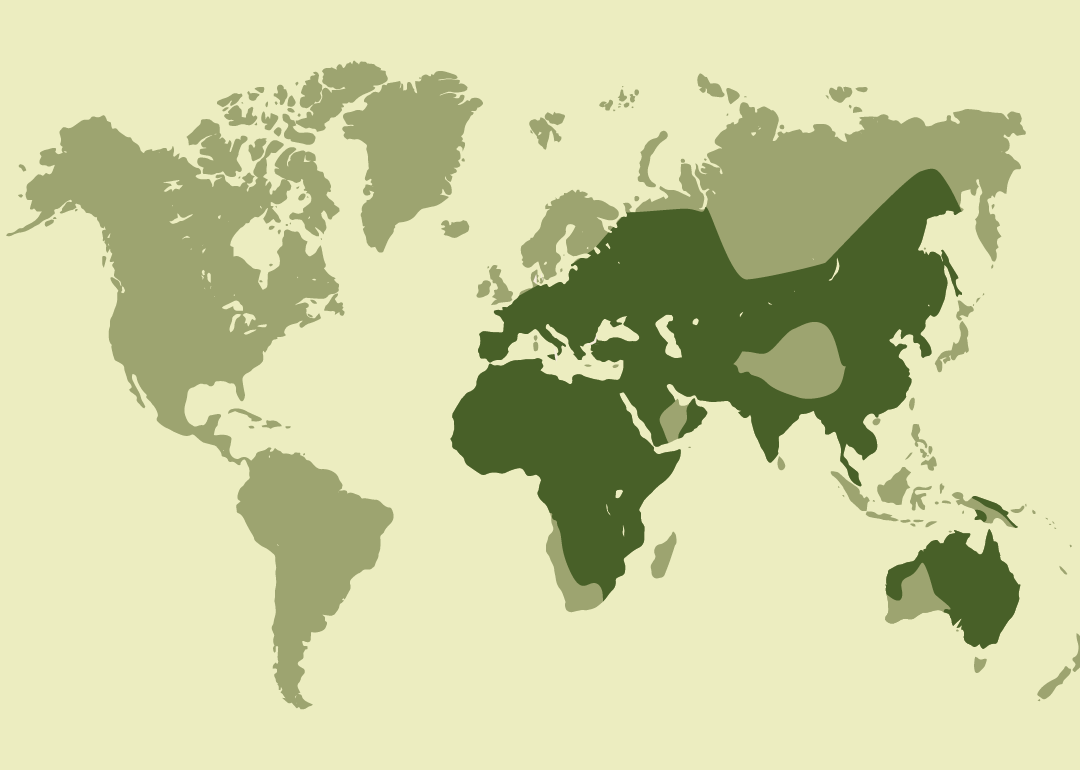 Especie nativa con amplia distribución en Europa, África y gran parte de Asia, con presencia también en Oceanía; residente en numerosas regiones de estas áreas; reproductora en gran parte de Europa y Asia; invernante en amplias zonas de África; y observada ocasionalmente en diversas islas y territorios de otros continentes.