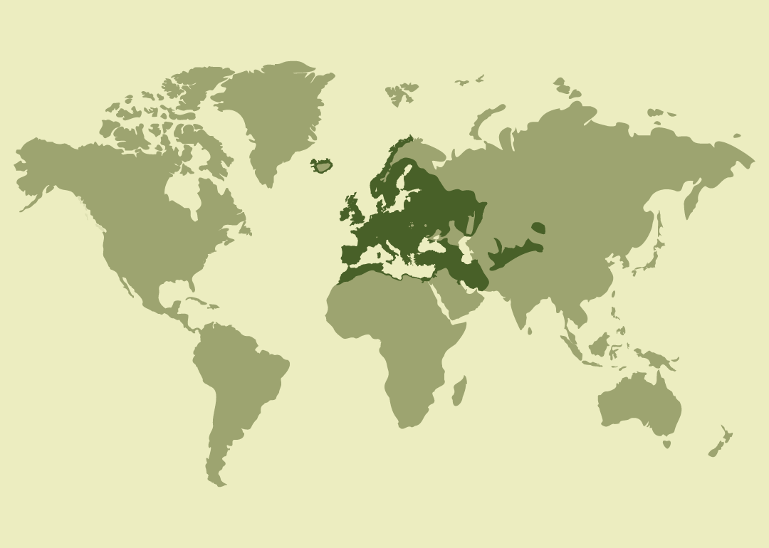 Nativo de Europa, el norte de África y Asia occidental; residente en gran parte de Europa y la cuenca mediterránea; reproductor también en algunas zonas de Asia; invernante en Oriente Medio; introducido en Australia y Nueva Zelanda; y observado ocasionalmente en otras regiones de Eurasia y Norteamérica. Históricamente introducido en Santa Elena, donde actualmente está extinto.