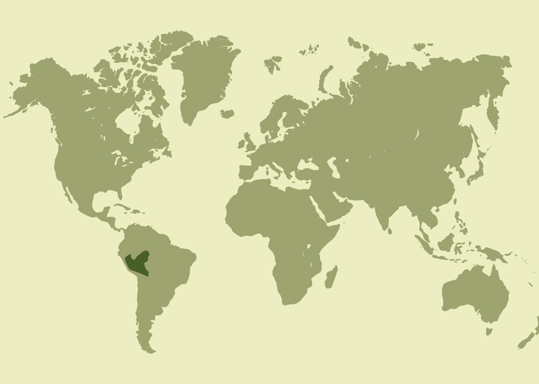Nativo de Sudamérica; presente en la cuenca alta del Amazonas, en Bolivia, el oeste de Brasil y el este de Perú.