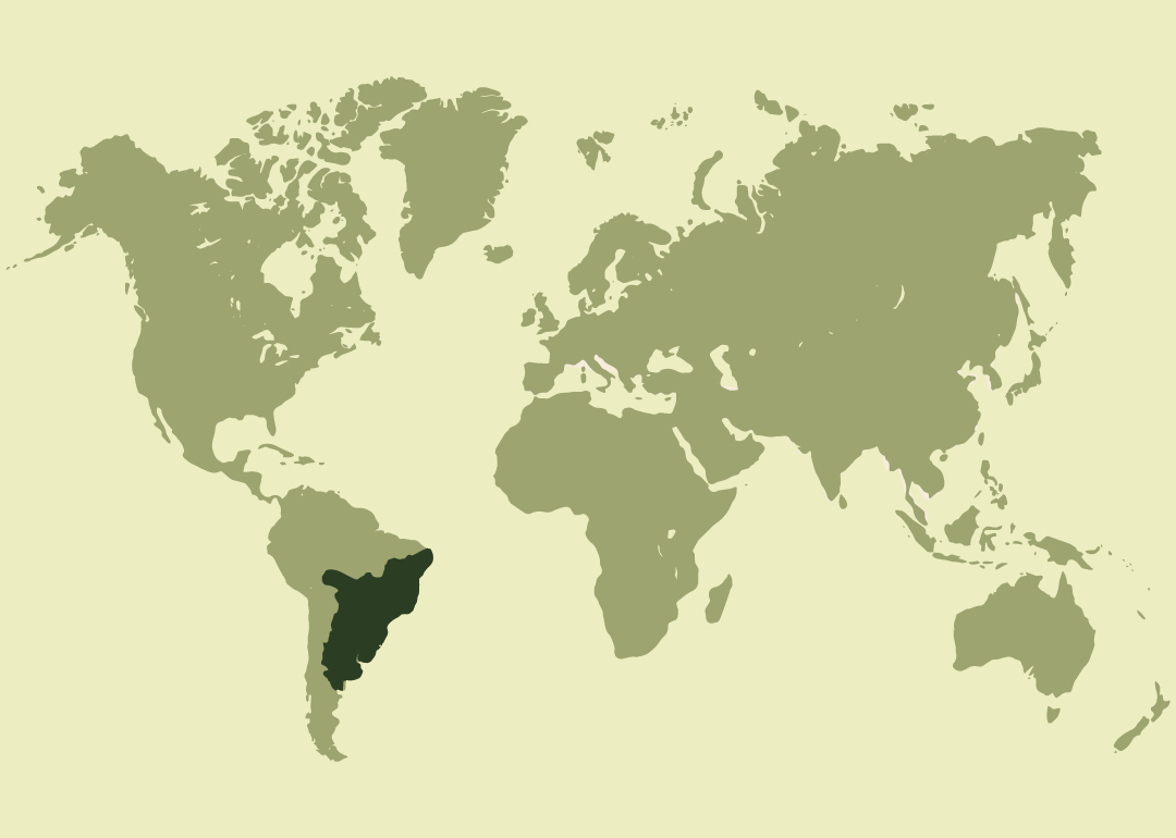 Nativo de Sudamérica; residente en Argentina, Bolivia, Brasil, Paraguay y Uruguay.