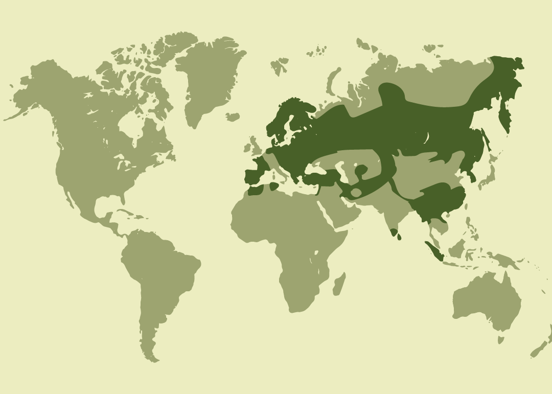 Nativa de Europa, Asia y el norte de África; asociada a ecosistemas acuáticos de estas regiones.
