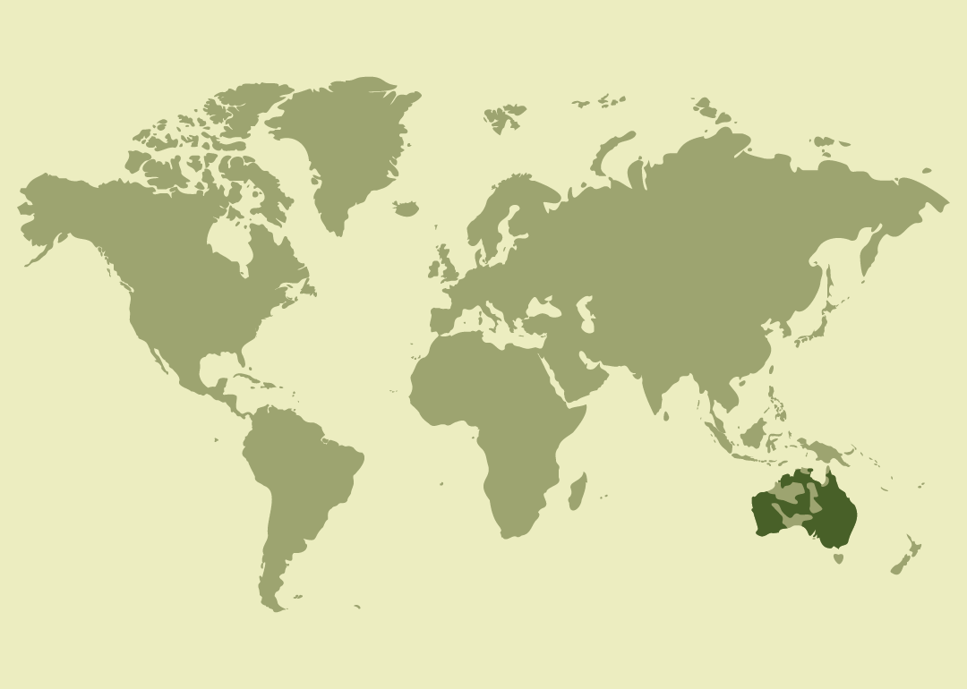 Nativo de Australia, donde se reproduce.