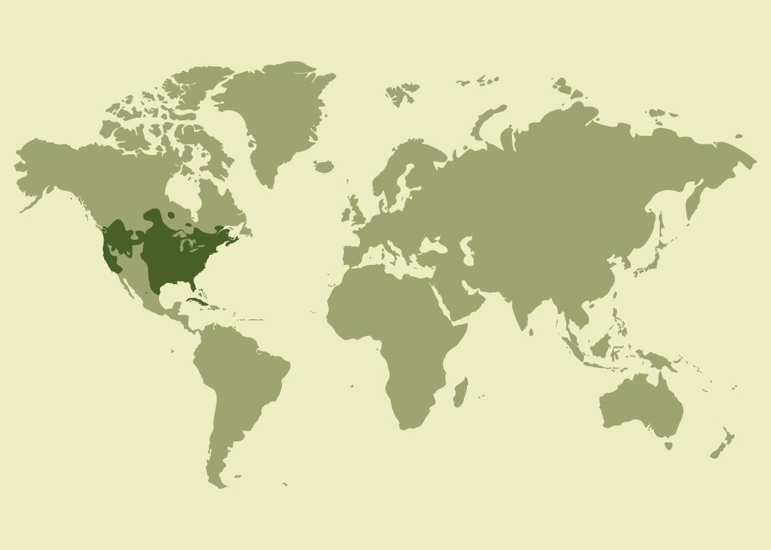Nativo de Norteamérica y el Caribe; residente en Canadá, Estados Unidos, México y Cuba; reproductor en Saint Pierre y Miquelon; invernante en Bahamas; y observado ocasionalmente en varias islas del Atlántico y el Caribe.