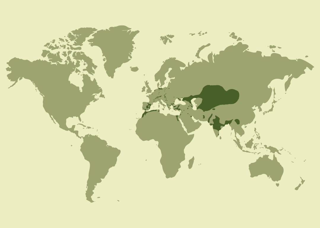 Nativo de Europa, el norte de África y gran parte de Asia; residente en numerosos países de estas regiones; reproductor en áreas de Europa oriental y Asia central; invernante en algunas zonas de Asia meridional y el Mediterráneo oriental; introducido en el Reino Unido; y observado ocasionalmente en otras regiones de Europa, Oriente Medio y Asia.