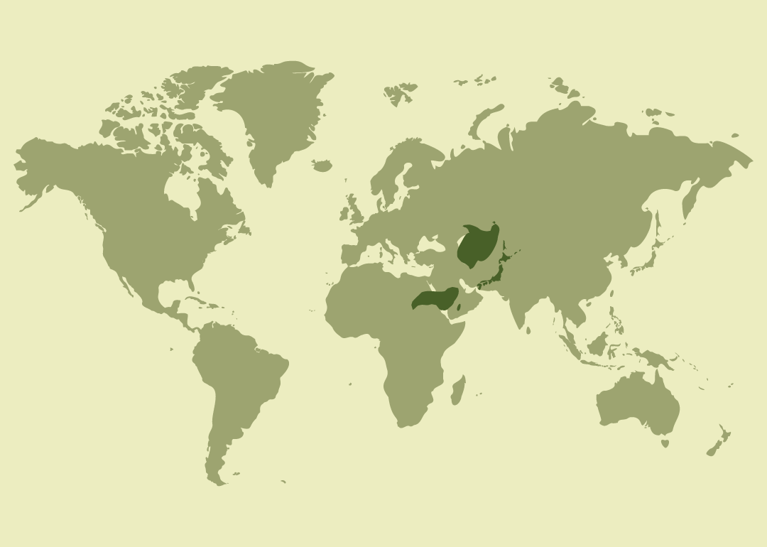 Nativo de Asia oriental; residente en China, Japón y Corea del Sur; reproductor también en Corea del Norte y el extremo oriental de Rusia; invernante en Taiwán. Introducido y establecido en el Reino Unido y en algunos países de Europa occidental; observado ocasionalmente en otras zonas de Asia y en las Islas Canarias.