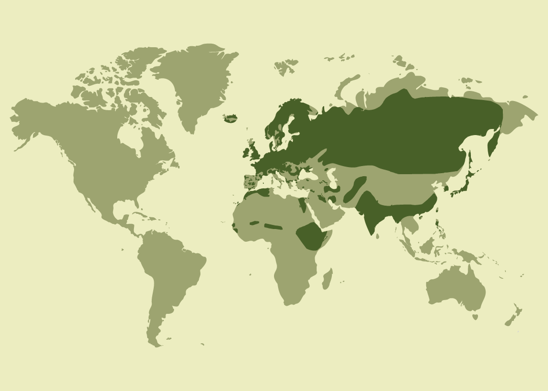 Nativo con distribución muy amplia en Europa, África y gran parte de Asia; residente en numerosos países de estas regiones; reproductor también en áreas de Asia central y oriental; invernante en zonas de Oriente Medio, África y algunas regiones tropicales; y observado ocasionalmente en diversas islas y territorios de otros continentes.