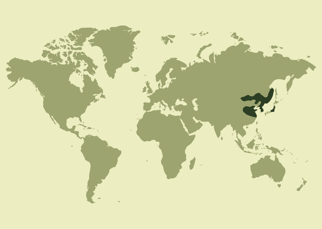 Nativo de Asia oriental; residente en China, Japón, Corea, Mongolia y el extremo oriental de Rusia; introducido en Hong Kong.