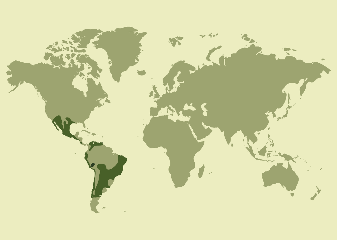Nativo de América; residente en gran parte de Centro y Sudamérica, desde México y Centroamérica hasta los Andes y el Cono Sur (Argentina, Brasil, Perú, Colombia y Venezuela), donde ocupa principalmente zonas tropicales y subtropicales del continente.