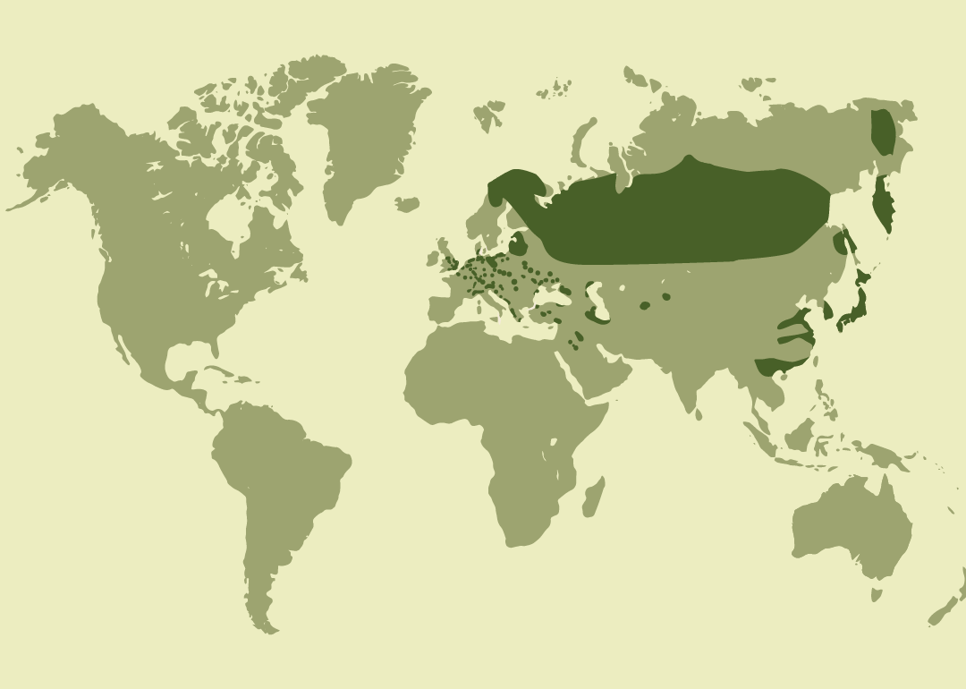 Nativo de Eurasia; residente en partes de Europa oriental y Asia; reproductor en regiones de Asia central y oriental; invernante en gran parte de Europa y Asia occidental; y observado ocasionalmente en otras zonas de Europa, Oriente Medio, el norte de África y Norteamérica.