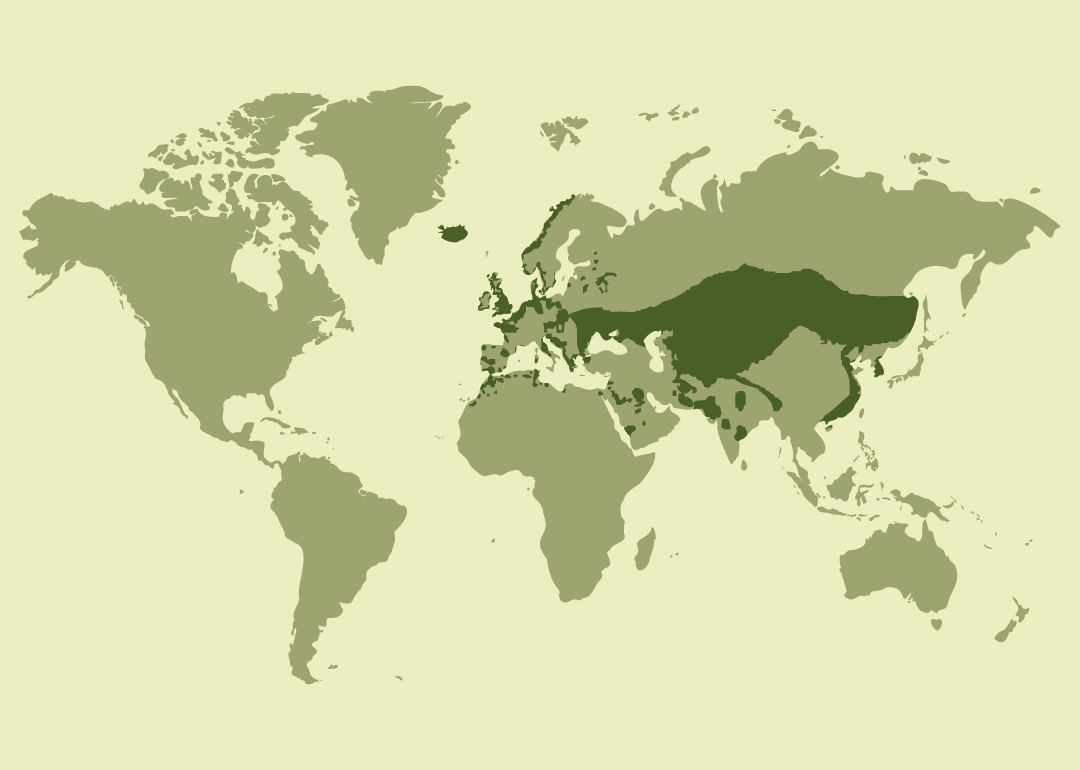 Nativo de Eurasia y el norte de África; residente en gran parte de Europa, Asia occidental y oriental; reproductor también en Asia central y oriental; invernante en algunas zonas de Oriente Medio, el Mediterráneo y Asia meridional; y observado ocasionalmente en otras regiones de África y Asia.