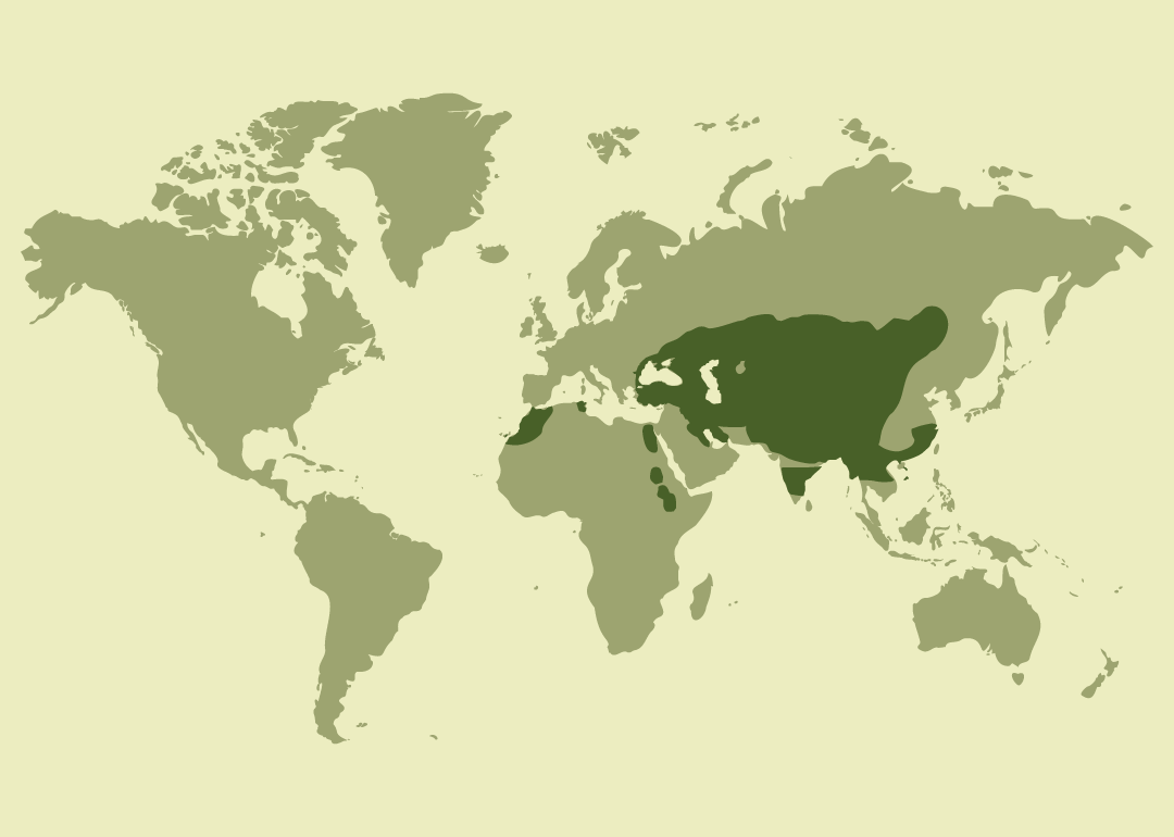 Nativo de Asia central, el sureste de Europa y el norte de África; en España cría de forma localizada en Fuerteventura (Canarias) y es raro y ocasional en la península.