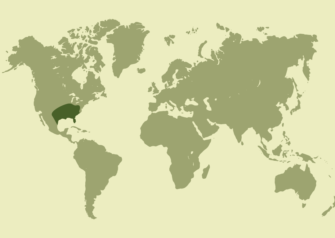 Nativa del sureste de Estados Unidos y el noreste de México.