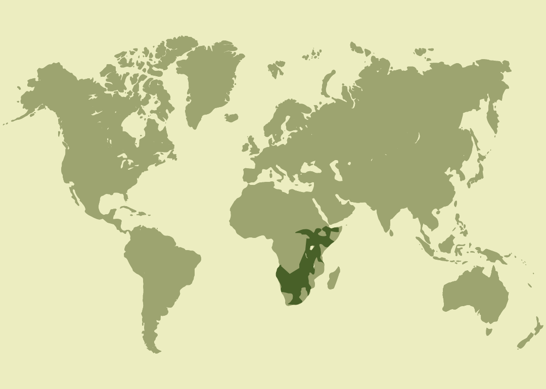 Nativa del África subsahariana; presente desde Sudán y Etiopía hasta Sudáfrica, Namibia y Angola.