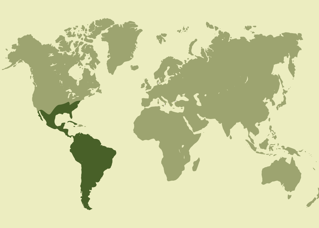 Nativo de América; residente en gran parte de Norte, Centro y Sudamérica; reproductor también en Estados Unidos y Uruguay; y presente de forma ocasional en diversas islas del Caribe.