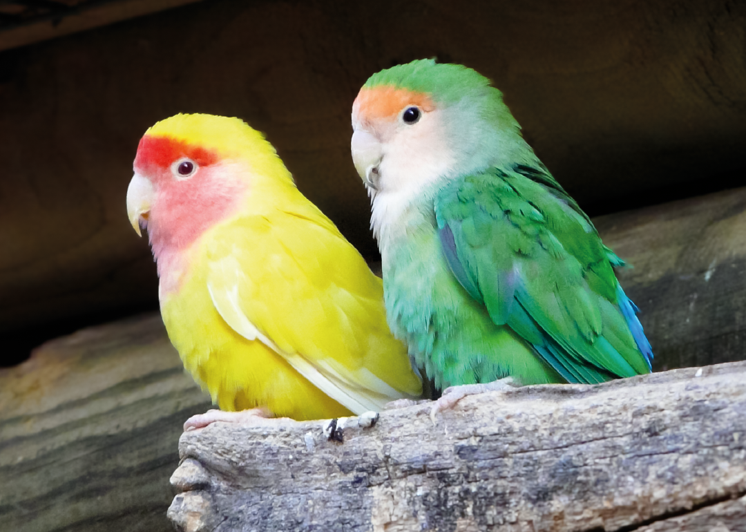 Agapornis de Cuello Rosa