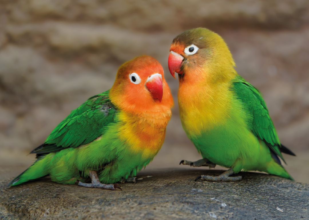 Agapornis de Fischer