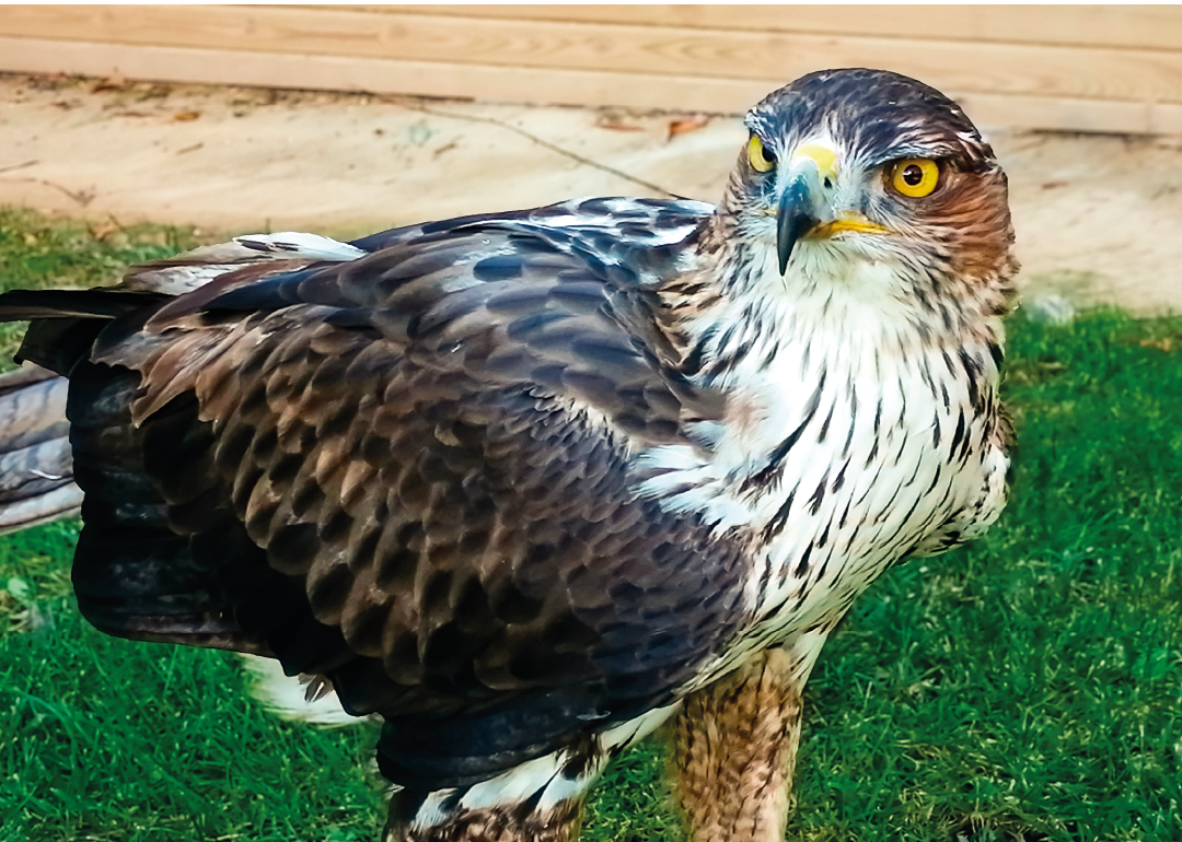 Águila de Bonelli
