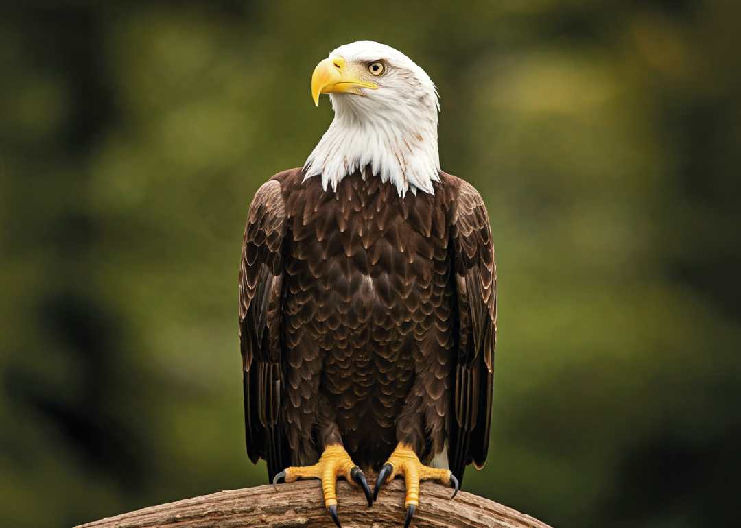 Águila calva