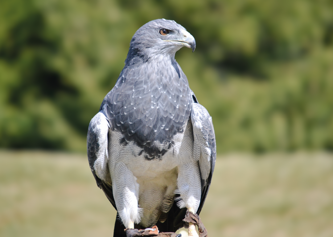 Águila Escudada