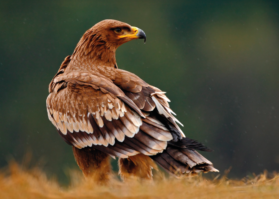 Águila Esteparia