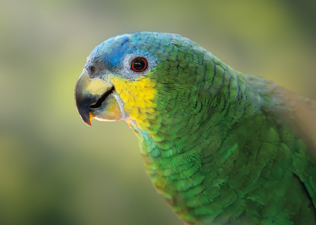 Amazona Alinaranja