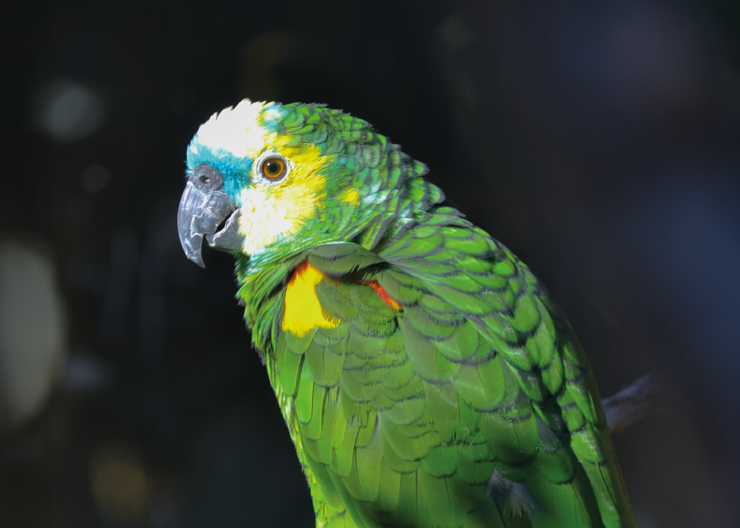 Amazona de Frente Azul