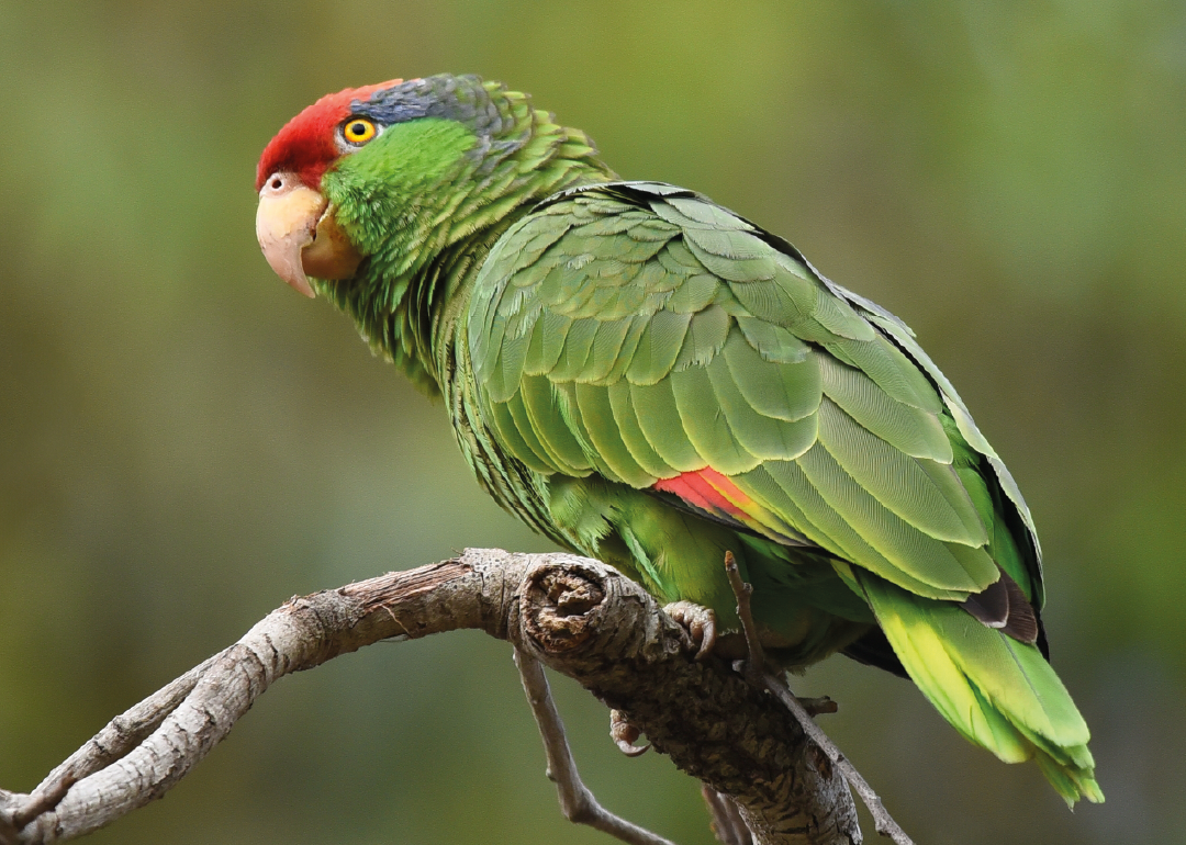 Amazona de frente roja