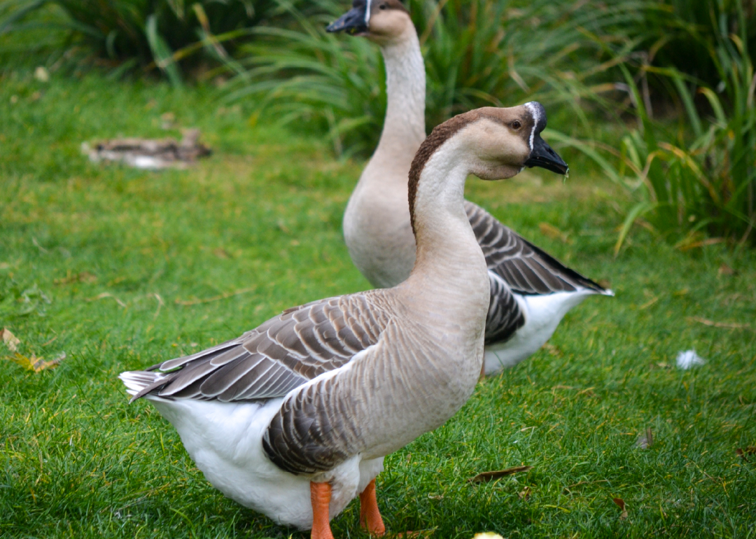 Ansar Cisne