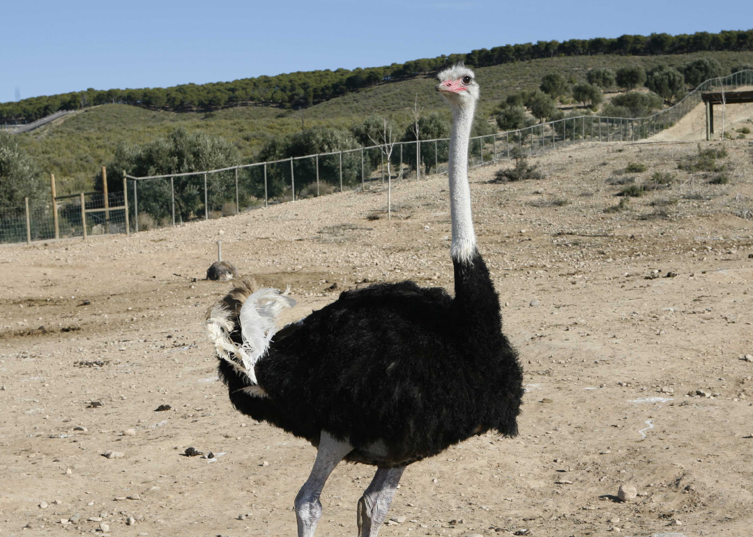 Avestruz