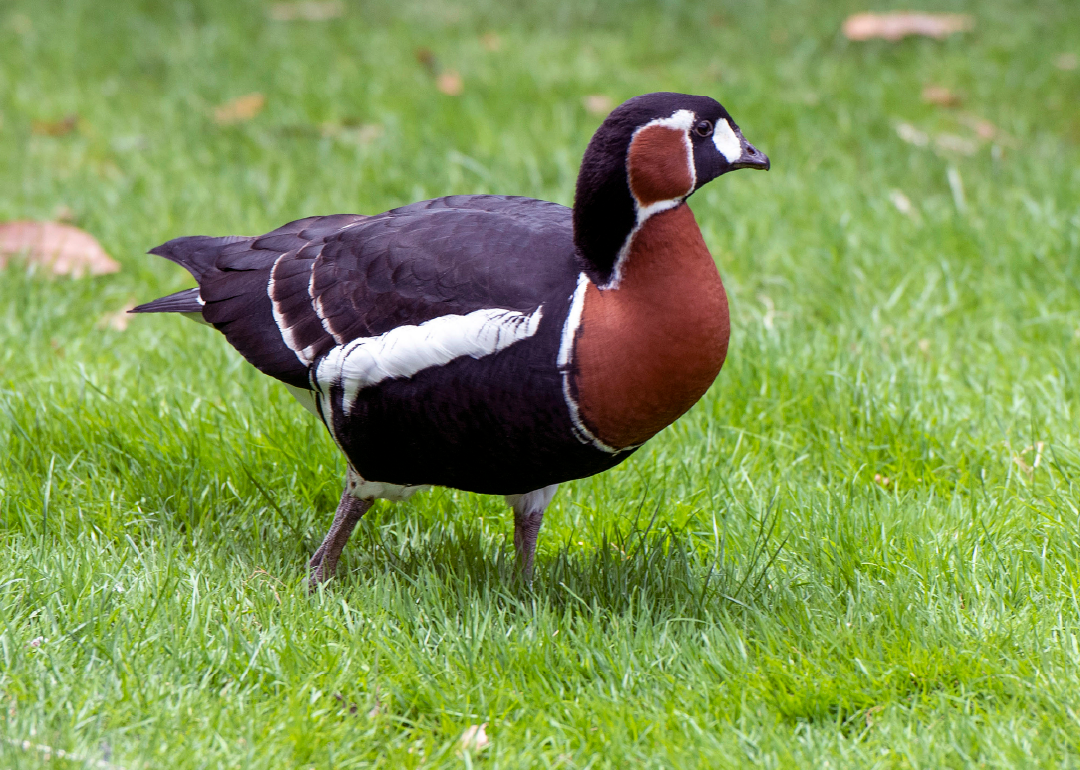 Barnacla cuellirroja