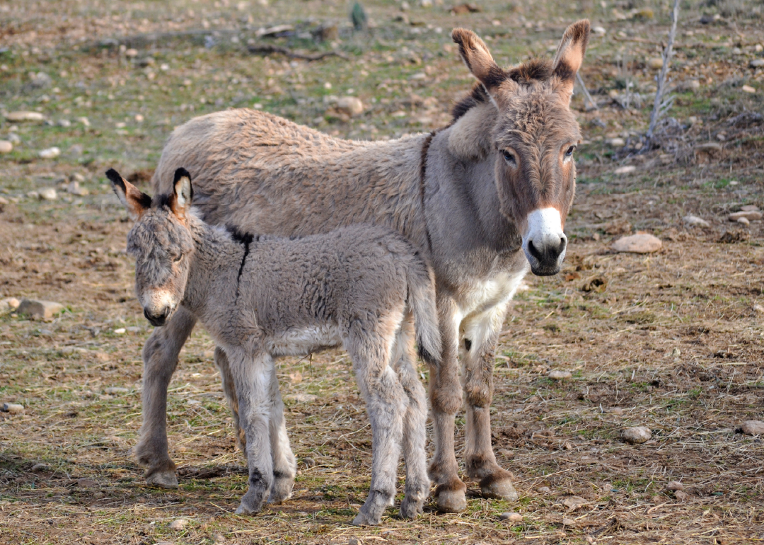 Burro
