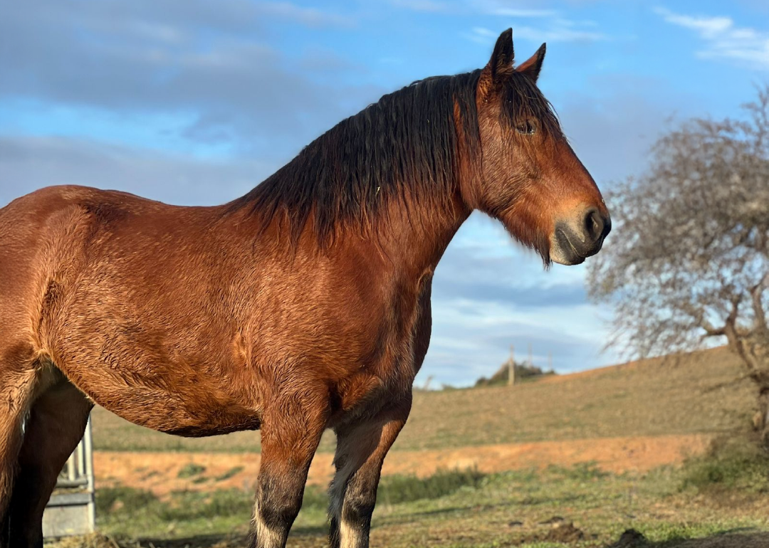 Caballo Burguete