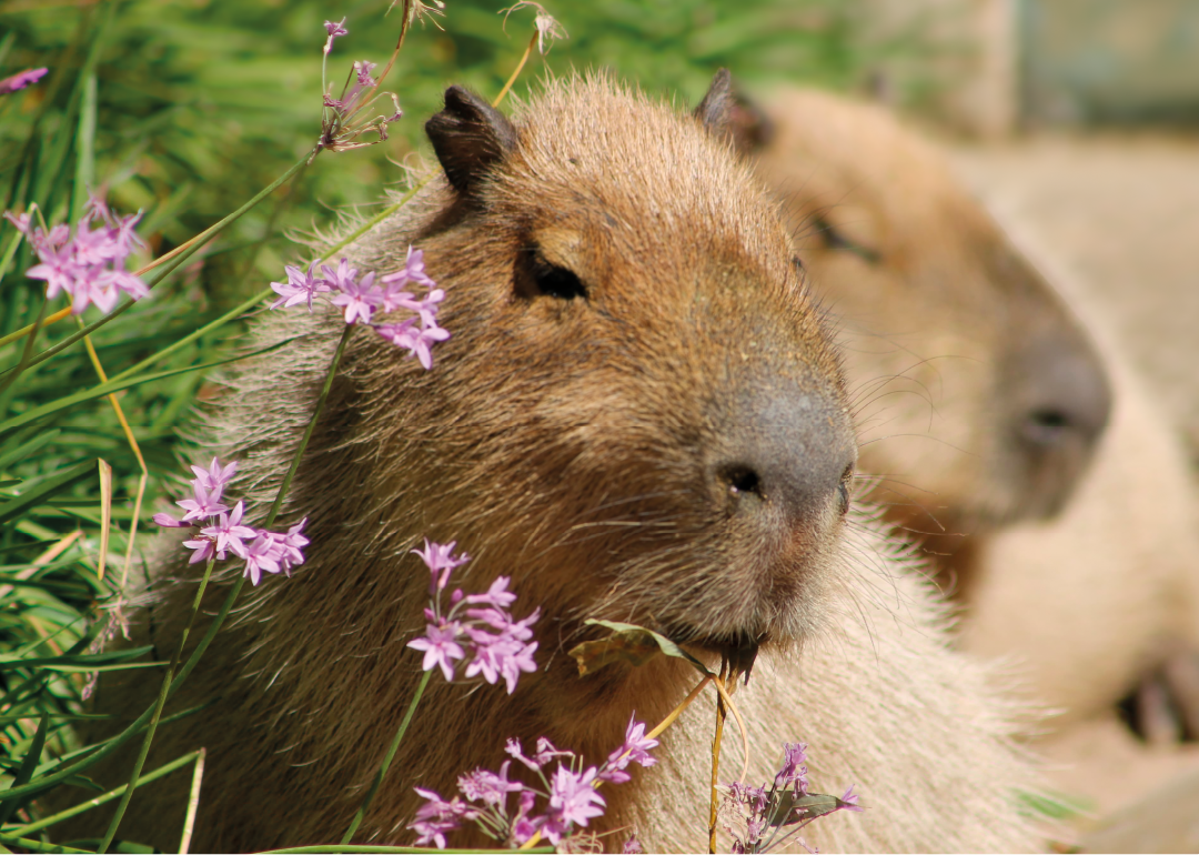 Capibara