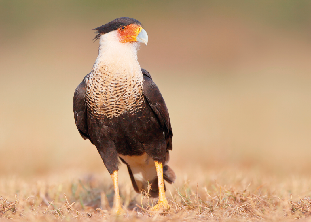 Caracara Crestado 