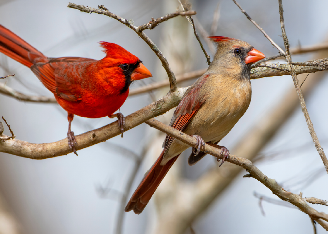 Cardenal norteño
