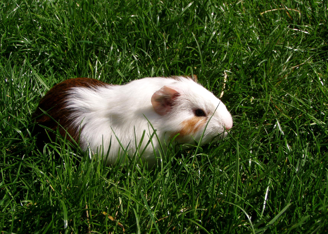 Cobaya