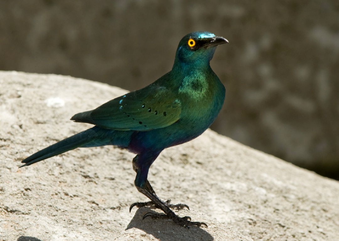 Estornino metálico de orejas azules