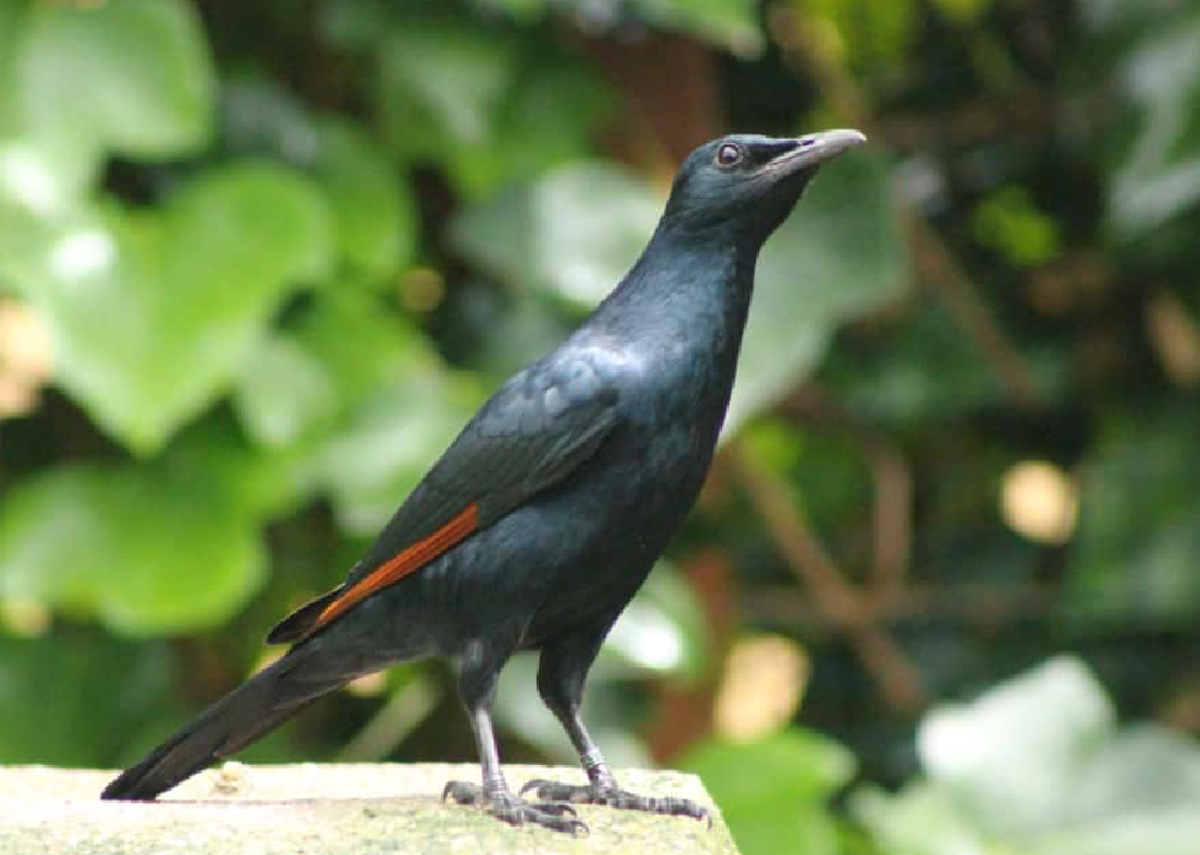 Estornino alirrojo