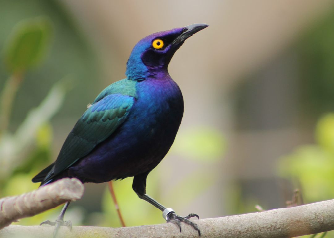 Estornino purpúreo