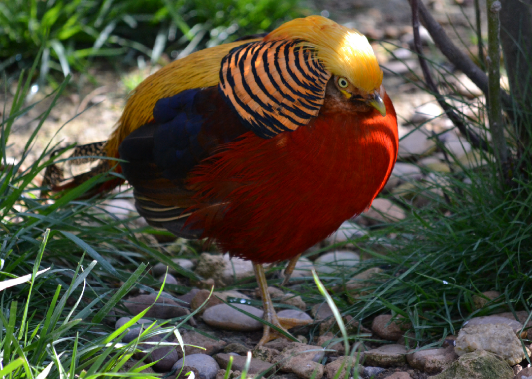 Faisán dorado