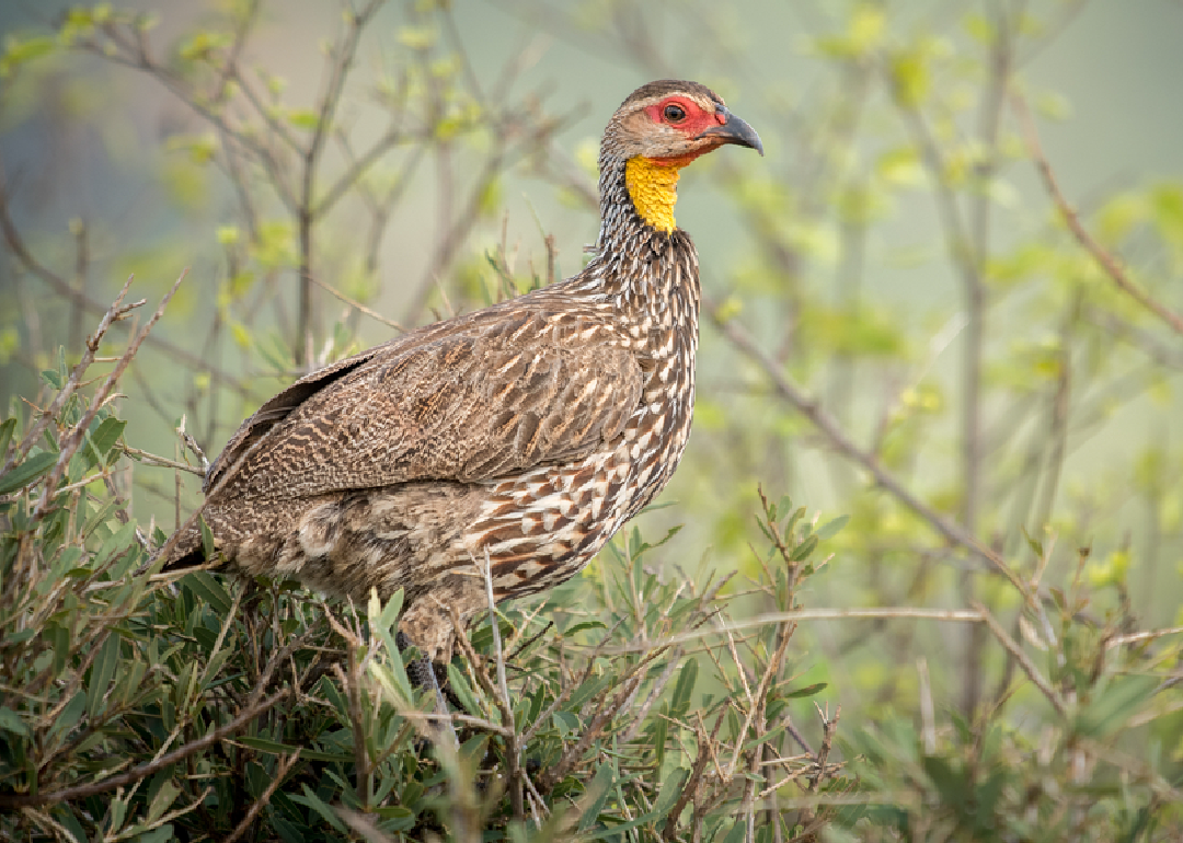 Francolin gorjiamarillo