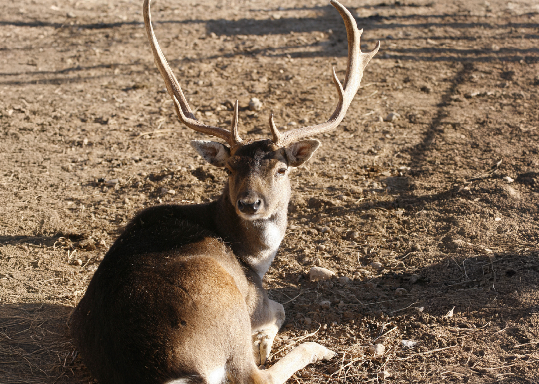 Gamo