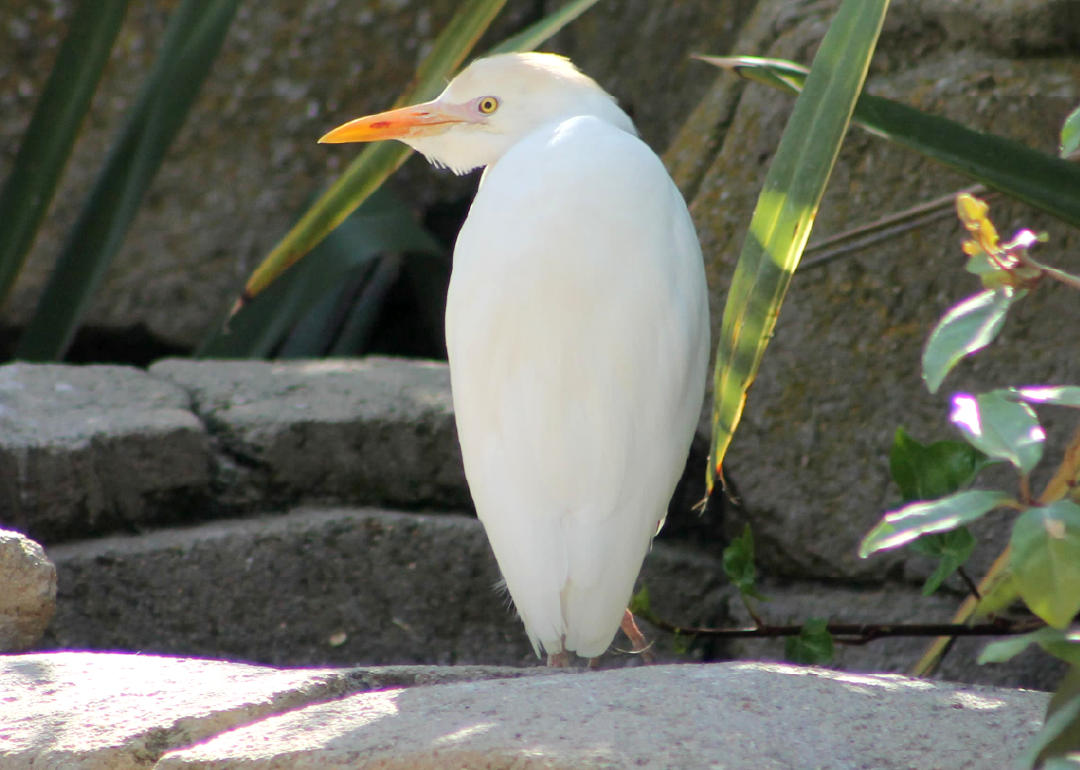 Garcilla Bueyera
