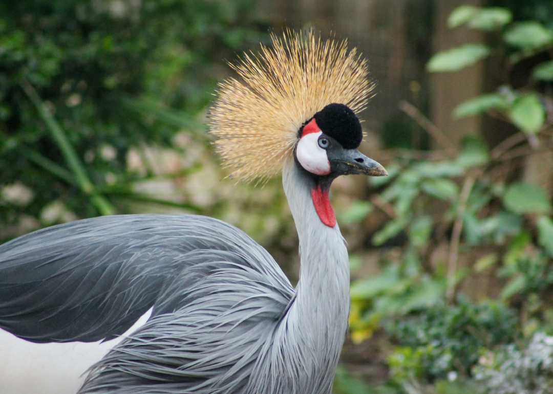 Grulla Coronada 